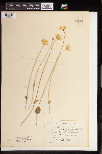 Parnassia glauca image