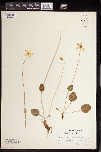 Parnassia palustris image