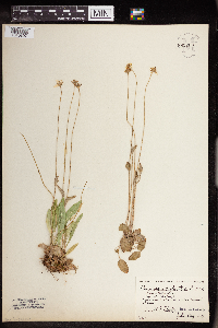 Parnassia palustris image