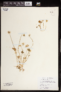 Parnassia palustris image