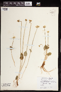 Parnassia palustris image