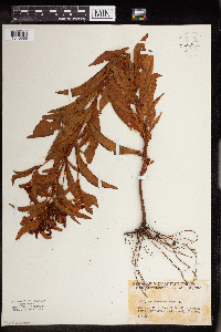 Penthorum sedoides image