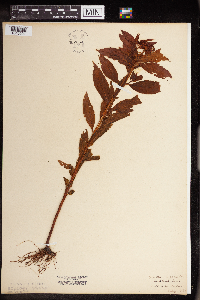 Penthorum sedoides image
