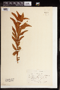 Penthorum sedoides image