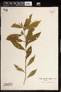 Penthorum sedoides image