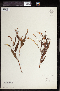 Persicaria lapathifolia image