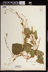 Media resource of Fallopia cilinodis