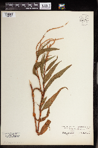 Persicaria lapathifolia image