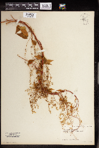 Fallopia scandens image