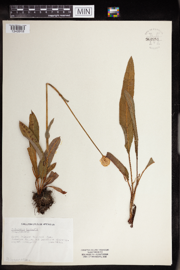 Bistorta officinalis image