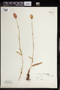 Bistorta bistortoides image