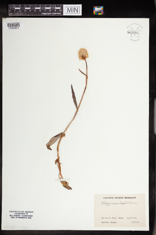 Bistorta bistortoides image