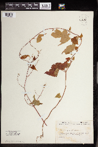 Thumbnail image of current specimen