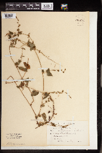 Fallopia convolvulus image