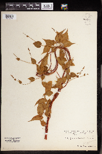 Fallopia convolvulus image