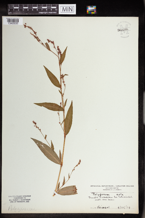 Polygonum mite image