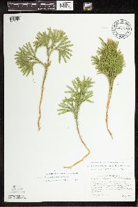 Thumbnail image of current specimen