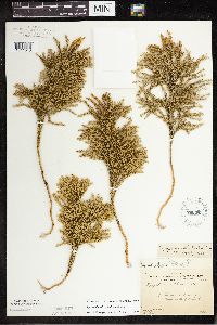 Thumbnail image of current specimen