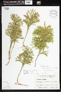 Thumbnail image of current specimen