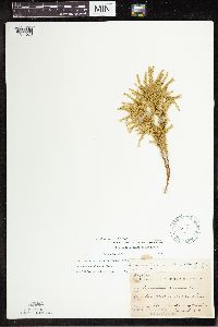 Image Associated With the Occurrence