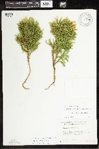 Thumbnail image of current specimen