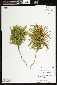 Thumbnail image of current specimen