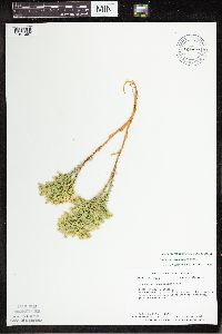 Thumbnail image of current specimen