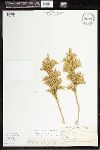 Thumbnail image of current specimen