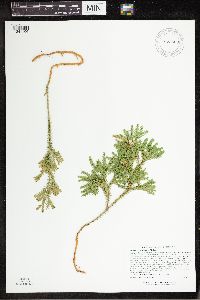 Dendrolycopodium dendroideum image