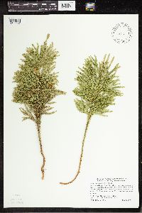 Dendrolycopodium dendroideum image