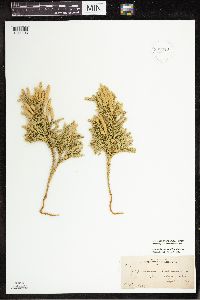 Dendrolycopodium dendroideum image