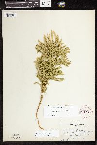 Dendrolycopodium dendroideum image