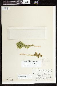 Dendrolycopodium dendroideum image