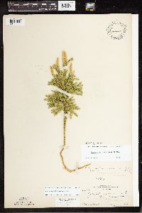 Dendrolycopodium dendroideum image