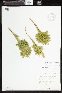 Dendrolycopodium dendroideum image