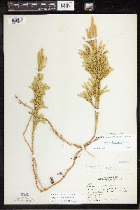 Dendrolycopodium dendroideum image