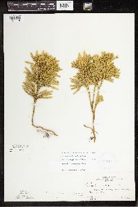 Dendrolycopodium dendroideum image