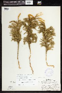 Dendrolycopodium dendroideum image