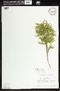 Dendrolycopodium dendroideum image
