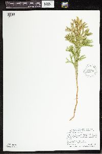 Dendrolycopodium dendroideum image