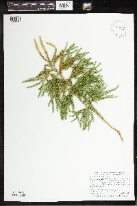 Dendrolycopodium dendroideum image