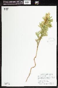 Dendrolycopodium dendroideum image