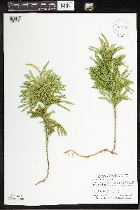 Dendrolycopodium dendroideum image