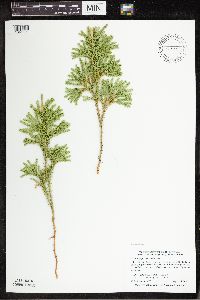 Dendrolycopodium dendroideum image