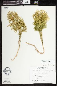 Dendrolycopodium dendroideum image