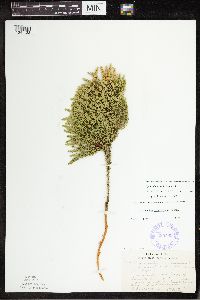Dendrolycopodium dendroideum image