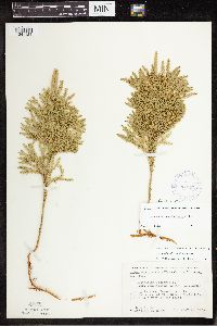 Dendrolycopodium dendroideum image