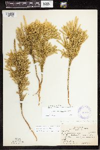 Dendrolycopodium dendroideum image