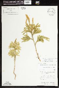 Dendrolycopodium dendroideum image