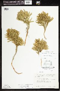 Dendrolycopodium dendroideum image